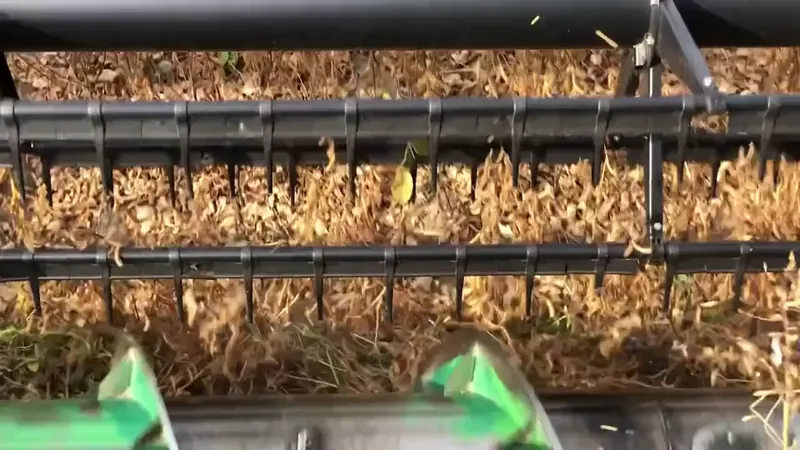 Harvester lifting peanuts in the field