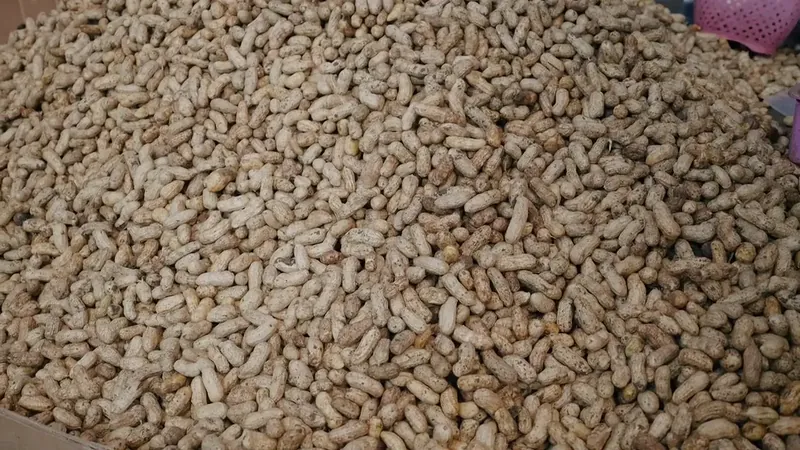 Pile of peanuts at the plant